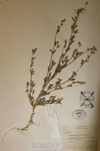 herbarium sheet of MO 1186428